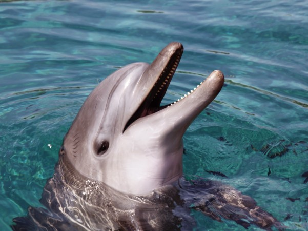 Israel Eilat Dolphin 2011