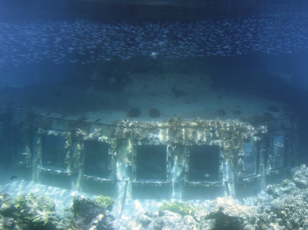 Israel.Eilat Oceanarium.Undersea walk 2011